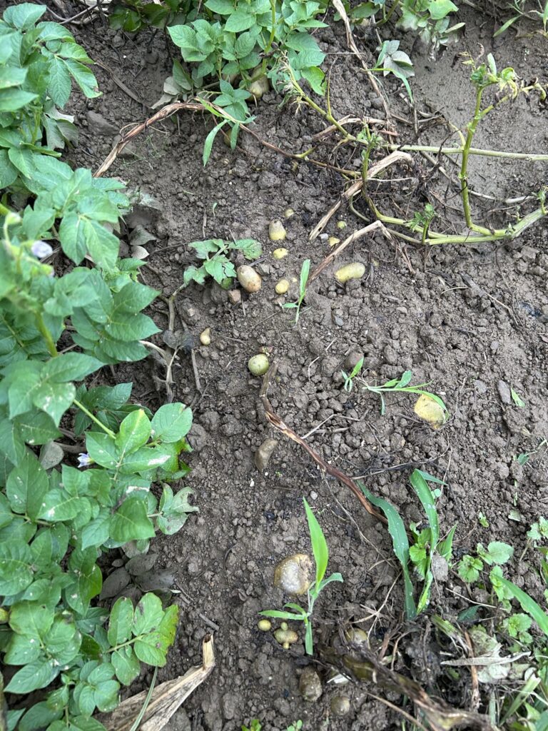 土から出たジャガイモ
